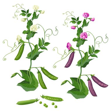 Yeşil bezelye bitkisi, bezelye kabuğu, çiçek açan beyaz ve pembe bezelyeler. Beyaz arka planda izole edin. Vektör resmi