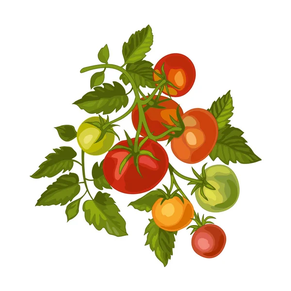 Rama Tomate Planta Tomates Rojo Verde Huerta Cosecha Aislar Sobre — Vector de stock