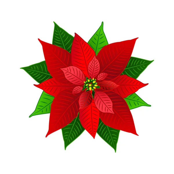 クリスマスや新年のグリーティングカードのデザインのための現実的なポインセチアの花 クリスマスの冬の休日の装飾のためのベクトル絶縁アイコン点 — ストックベクタ