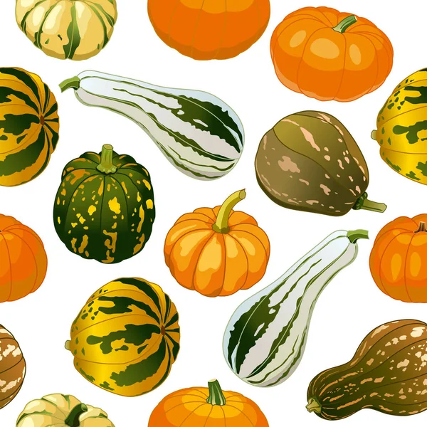 Modèle Sans Couture Différents Types Courges Dessins Isolés Citrouilles Image — Image vectorielle