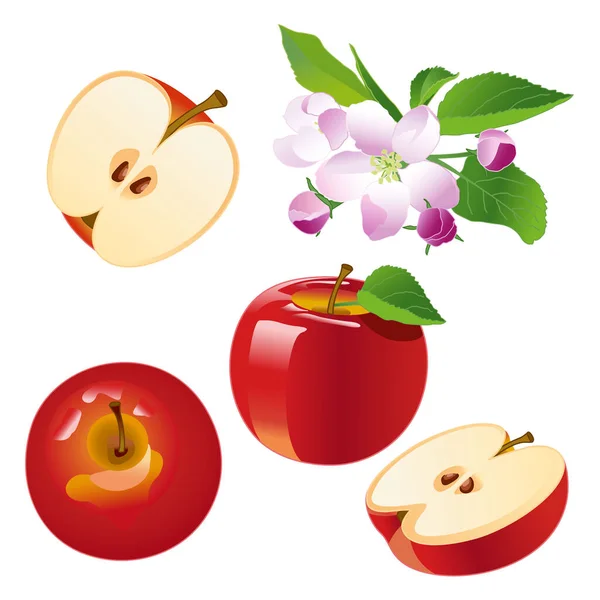 Set Apple Red Apples Apple Slices Apple Blossom Isolate Spring — Stock Vector