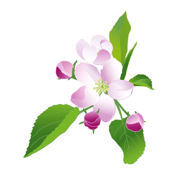 Flor Manzana Aislar Flores Primavera Blancas Rosadas Ilustración Vectorial Sobre — Vector de stock