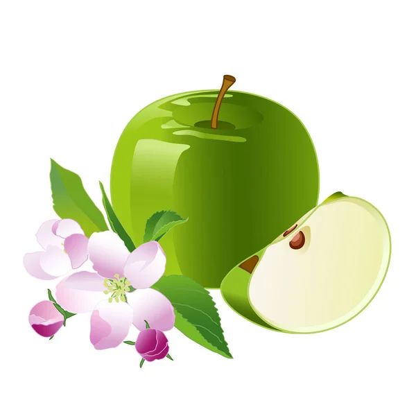 Groene Appel Appelbloesem Isoleer Lentebloemen Fruitappels Vector Illustratie Een Witte — Stockvector