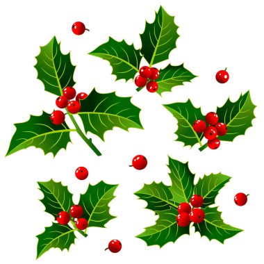 Set of vector image of Christmas holly with red berries.