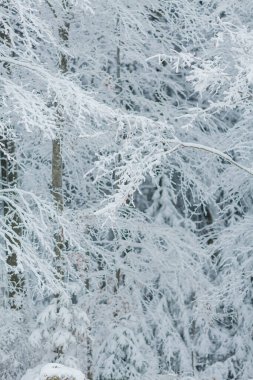 Karda ağaçlar. Güzel kış. Kış.