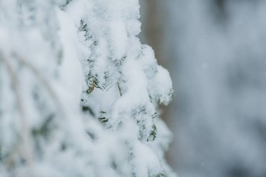 Karda ağaçlar. Güzel kış. Kış.