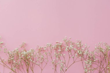 Pembe arka planda küçük beyaz çiçekler. Tatillerde. Çingene usulü. Tatiller.