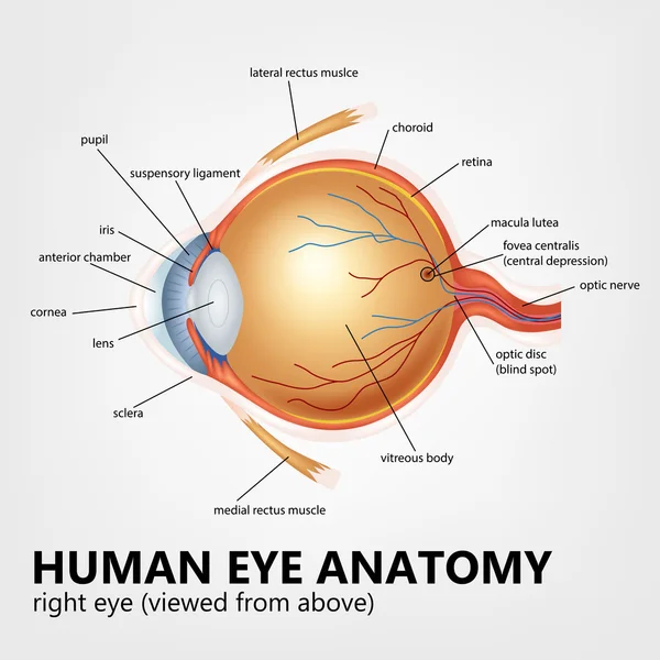 İnsan gözünün anatomisi, sağ gözü yukarıdan izlendi — Stok Vektör