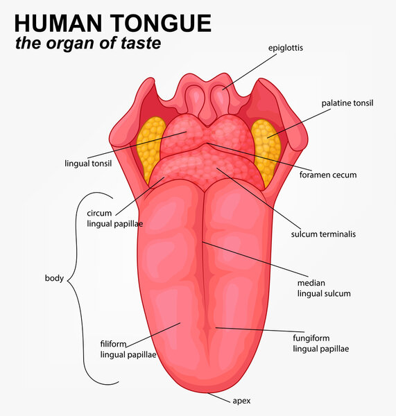 Human tongue structure cartoon