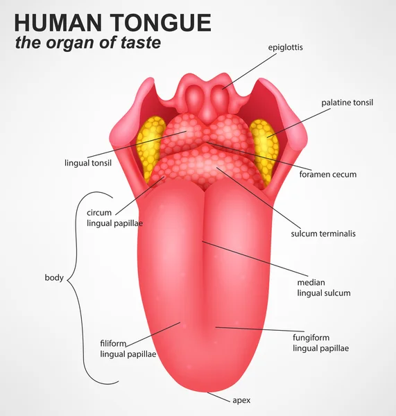 Structure réaliste de la langue humaine — Image vectorielle