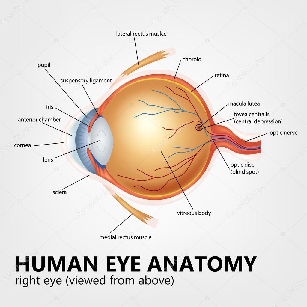 Human eye anatomy, right eye viewed from above