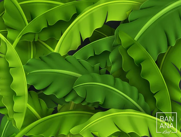 Банан Листья Фона Зеленый Тропический Лист Реалистичный Выглядеть Свежим Векторная — стоковый вектор