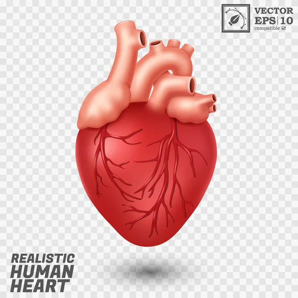 Coração Humano Realista Isolado Fácil Editar Ilustração Vetorial — Vetor de Stock