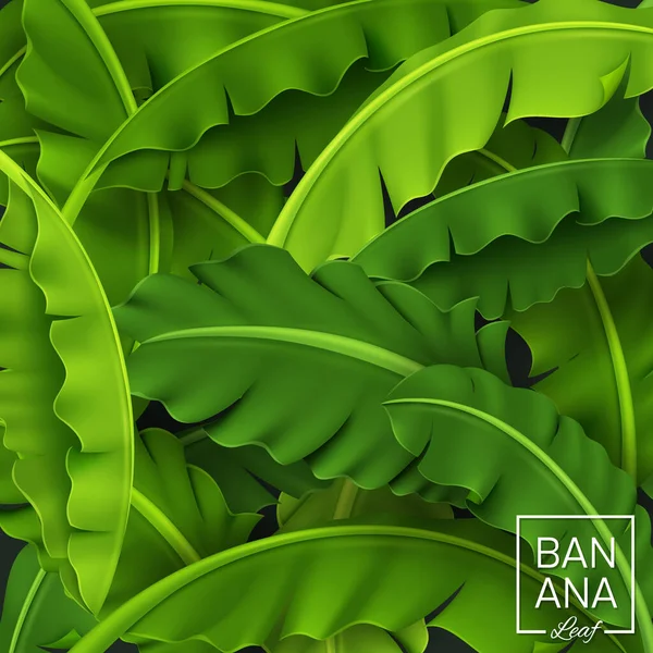 Banana Deixa Fundo Folha Tropical Verde Realista Olhar Fresco Ilustração — Vetor de Stock