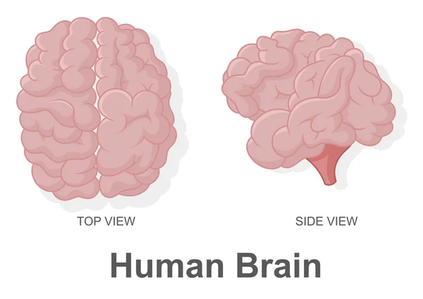 Human Brain in bovenaanzicht en zijaanzicht — Stockfoto