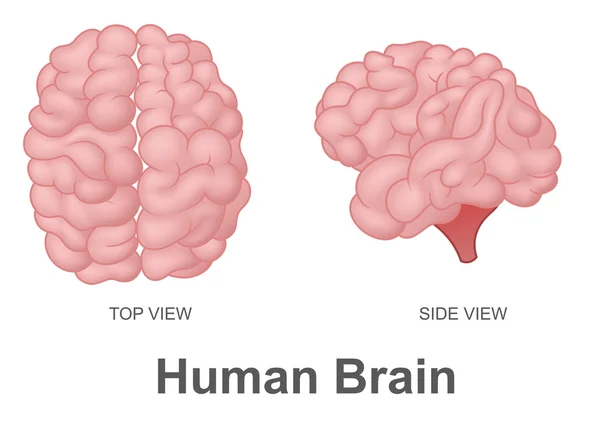Cerebro humano en vista superior y vista lateral — Foto de Stock
