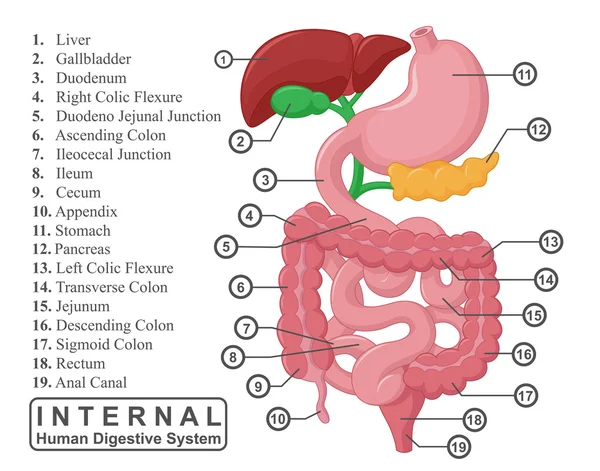 A parte da Ilustração do Sistema Digestivo Humano Interno — Vetor de Stock