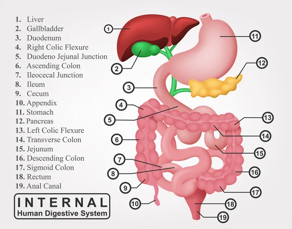 内部の人間の消化器系イラストの一部 — ストックベクタ