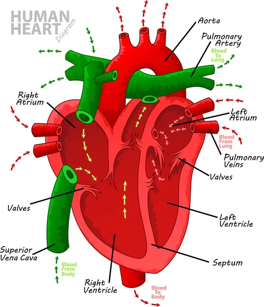 Anatomía del diagrama del corazón humano — Archivo Imágenes Vectoriales