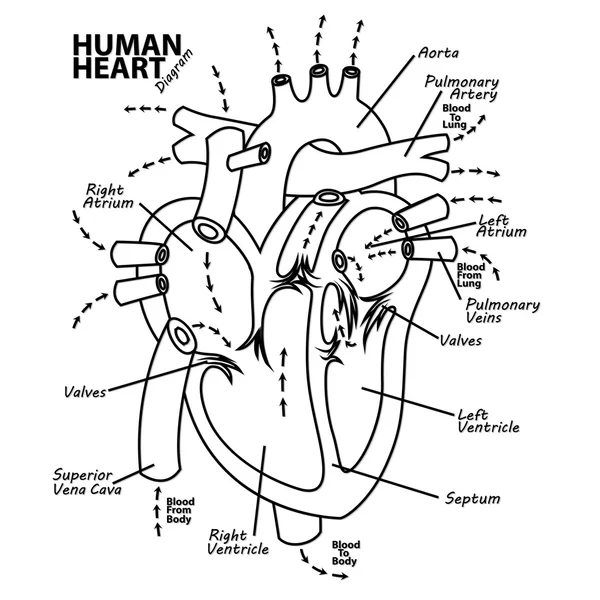 Anatomía del diagrama del corazón humano — Vector de stock