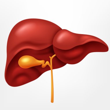 Human liver in digestive system illustration clipart