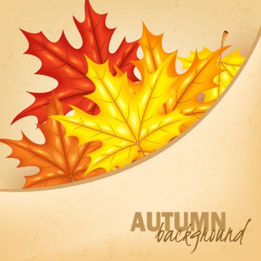 sonbahar yaprak arka plan