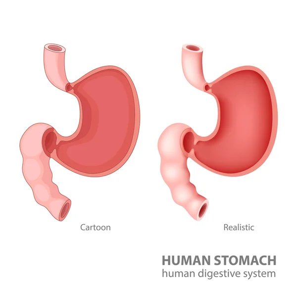 Estómago humano en dibujos animados y realista — Vector de stock