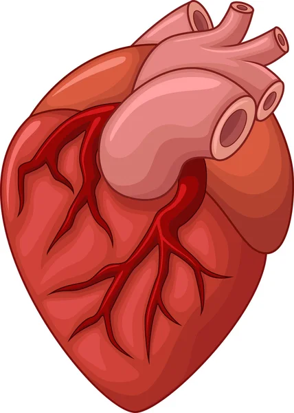 İnsan kalp karikatür çizimi — Stok Vektör