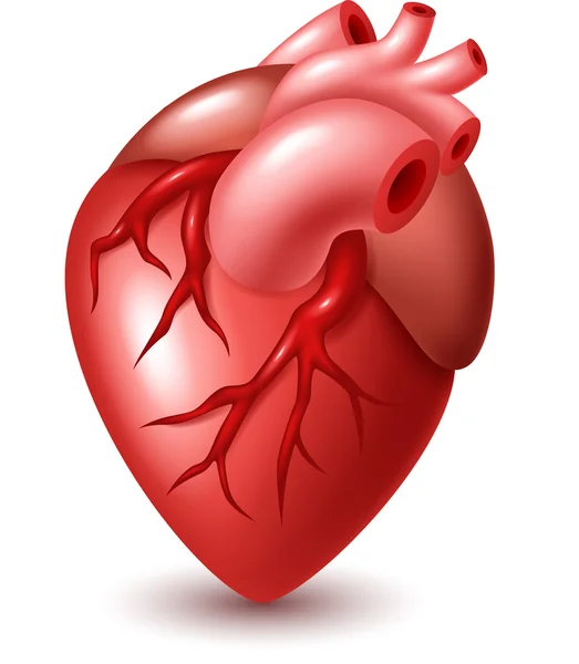 Menselijke hart illustratie — Stockvector