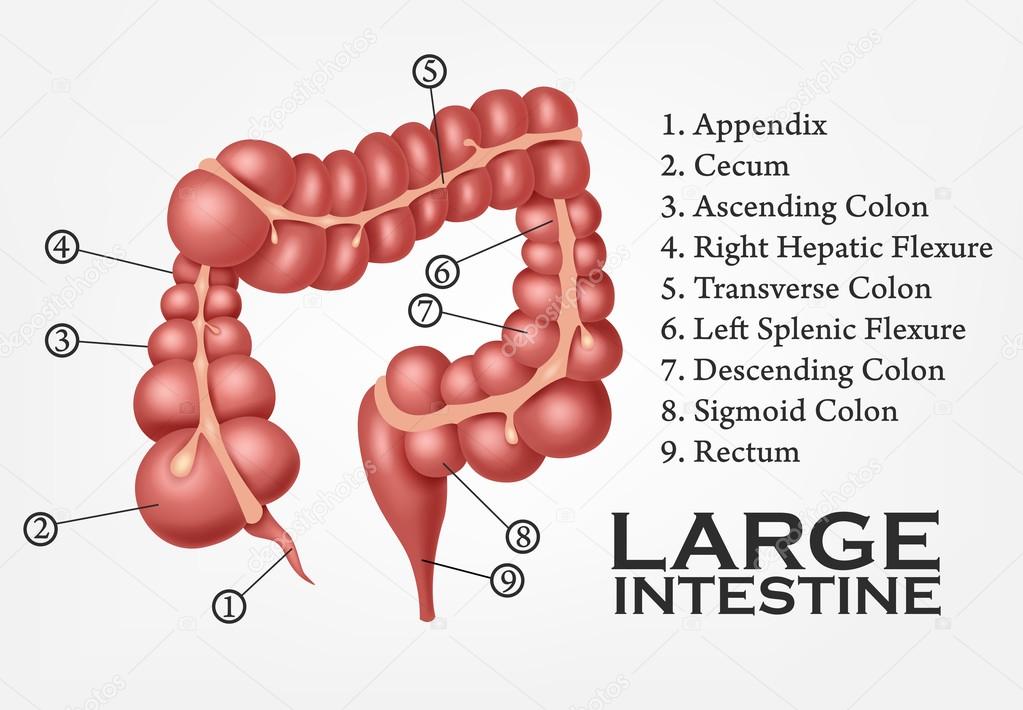 Large Intestine Human Anatomy