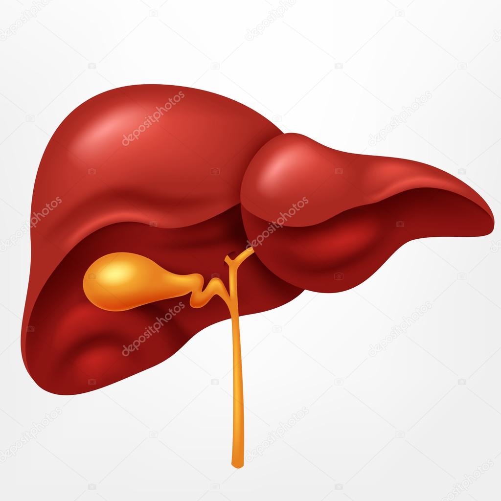 Human liver in digestive system illustration