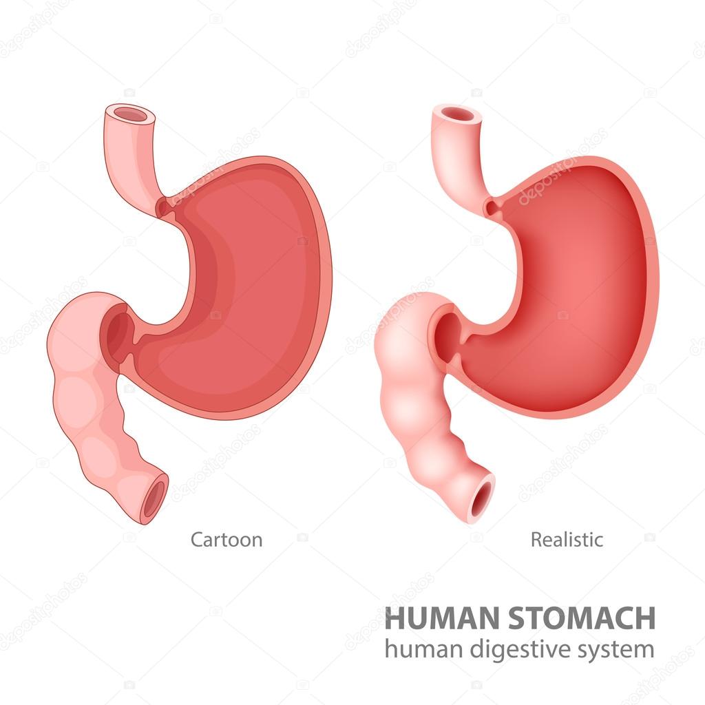 Human stomach in cartoon and realistic