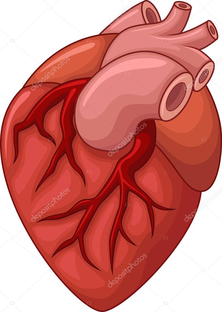 Human heart cartoon illustration