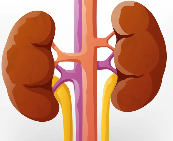 Ilustración de dibujos animados riñón humano — Vector de stock