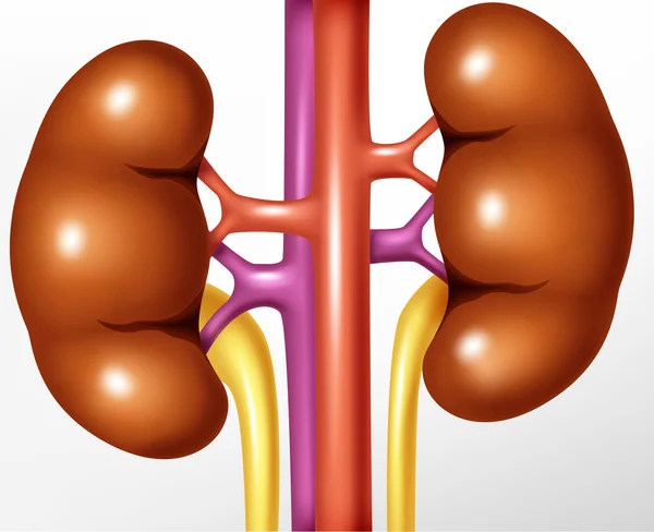 Ilustración realista del riñón humano — Vector de stock