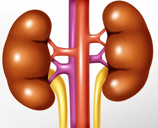 Illustrazione realistica renale umano — Vettoriale Stock