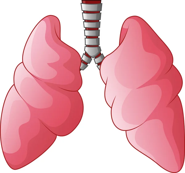 Pulmones humanos dibujos animados respiratorios — Vector de stock