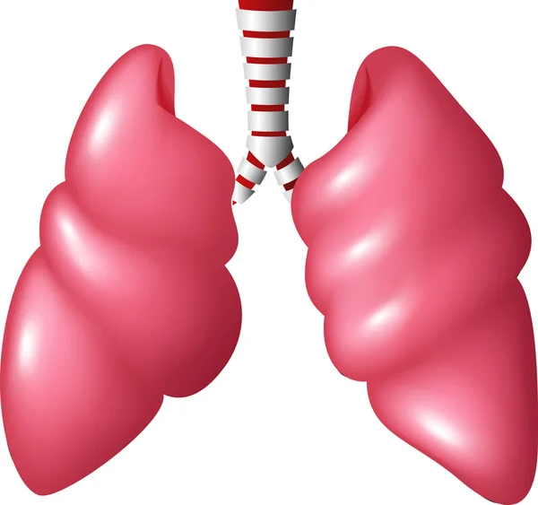Pulmones humanos realistas respiratorios — Vector de stock