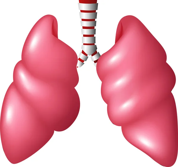 Poumons humains réalistes respiratoires — Image vectorielle