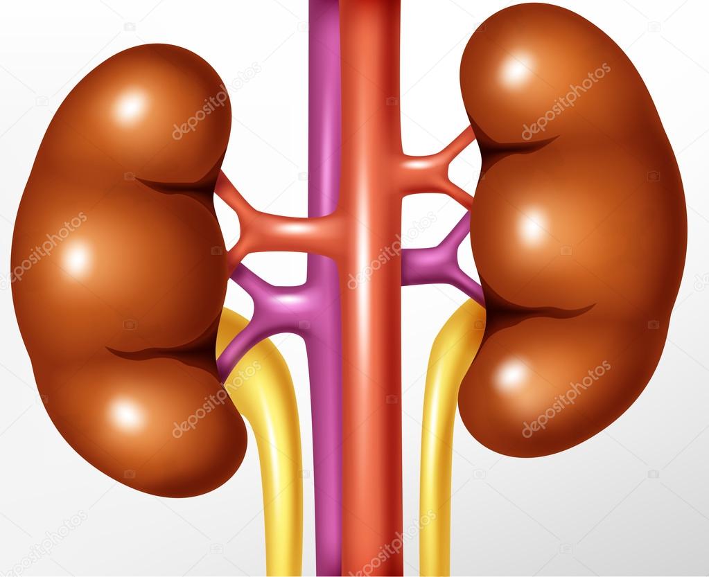 Human kidney realistic illustration