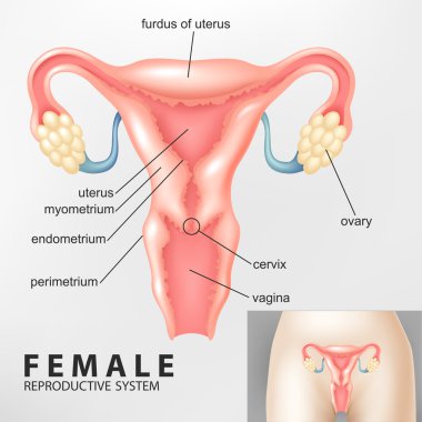 Diagram of Female reproductive system clipart