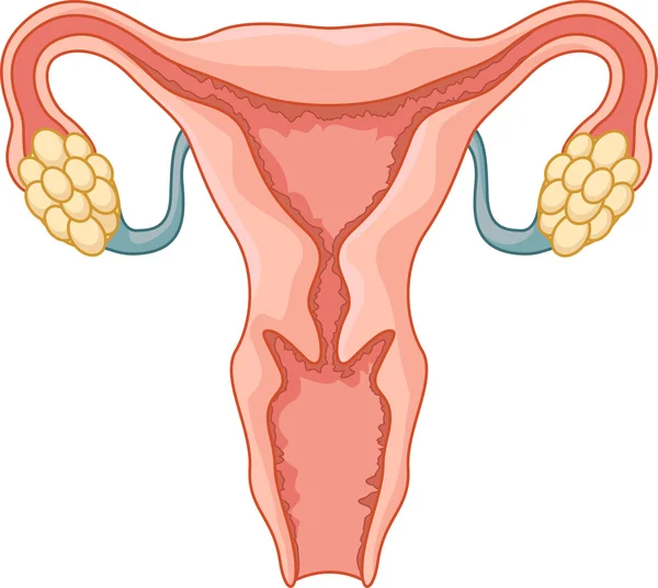 Female reproductive system cartoon — Stock Vector