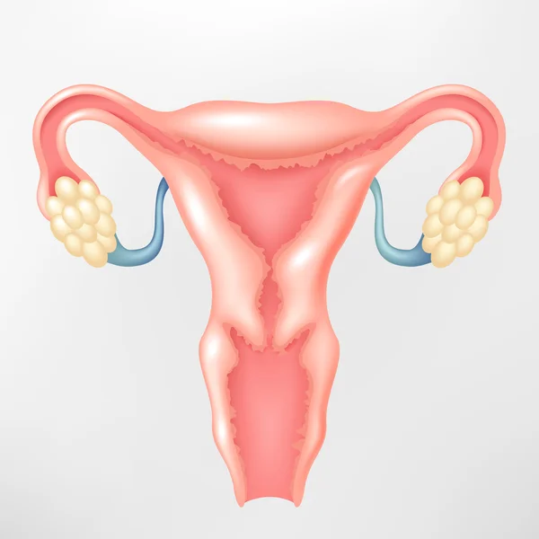 Sistema reprodutor feminino —  Vetores de Stock