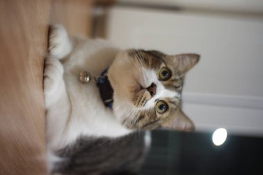 Siyah ve beyaz çizgili şişman kedi odada oturuyor ve etrafa bakıyor.