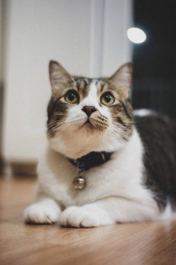 Siyah ve beyaz çizgili şişman kedi odada oturuyor ve etrafa bakıyor.