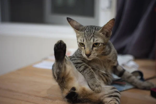 Gatto Grasso Strisce Bianche Nere Seduto Guardarsi Intorno Nella Stanza — Foto Stock