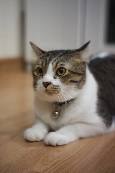 Black White Striped Fat Cat Sitting Looking Room — Stock Photo, Image