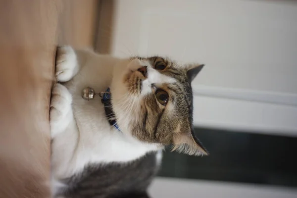 Chat Gras Rayé Noir Blanc Assis Regardant Autour Dans Chambre — Photo