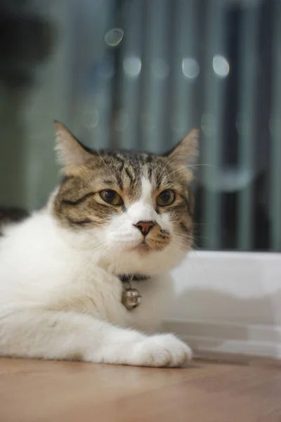 Chat Gras Rayé Noir Blanc Assis Regardant Autour Dans Chambre — Photo