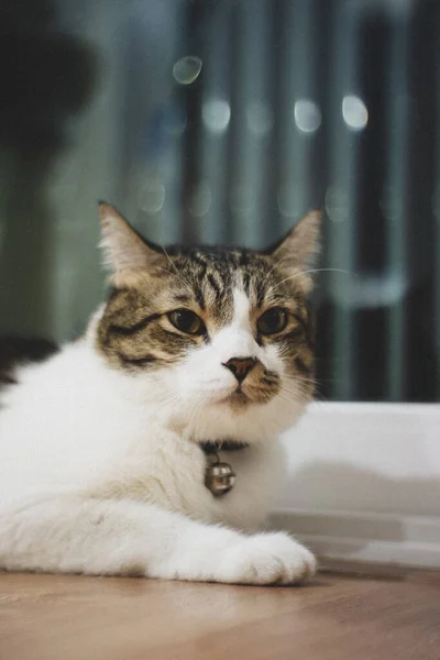 黒と白の縞模様の脂肪猫座って部屋を見て回る — ストック写真